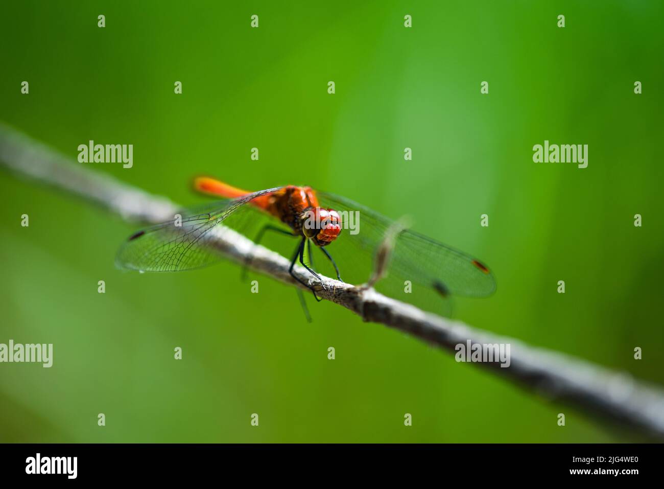 dragonfly is a flying insect belonging to the order Odonata, infraorder Anisoptera Stock Photo