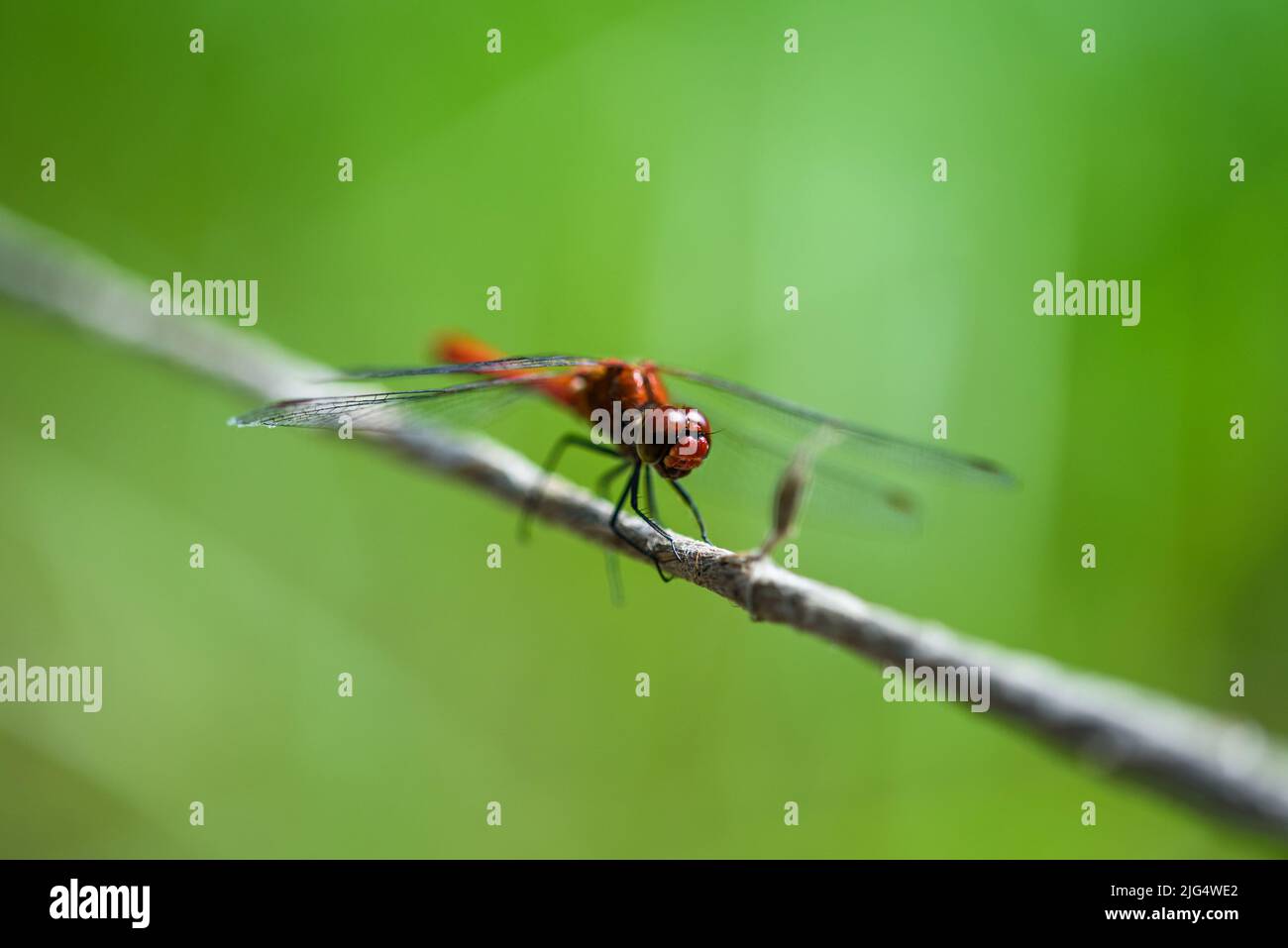 dragonfly is a flying insect belonging to the order Odonata, infraorder Anisoptera Stock Photo