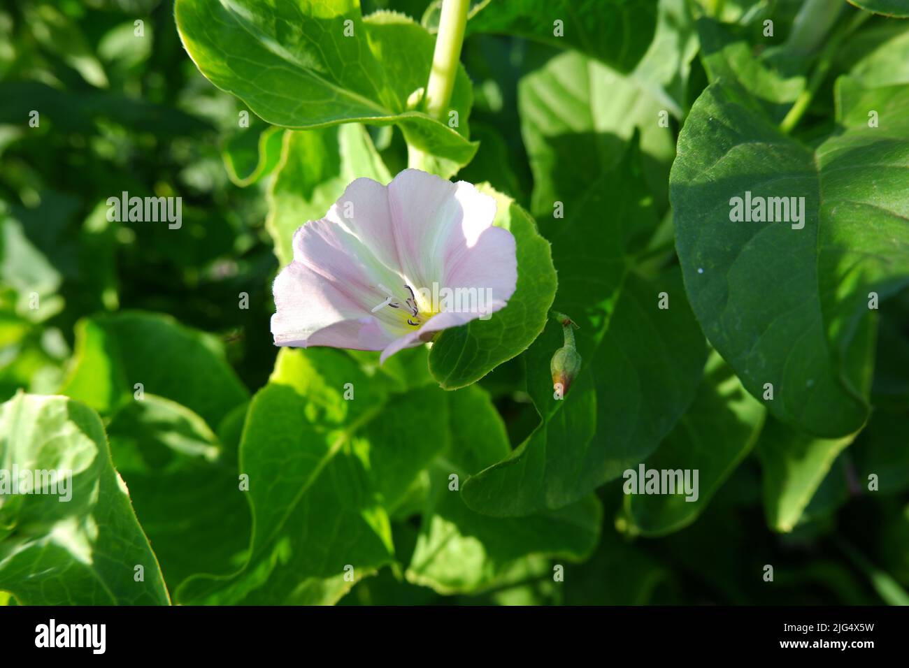 White-pink bindweed close-up in green foliage. A flower growing in a village garden. Stock Photo