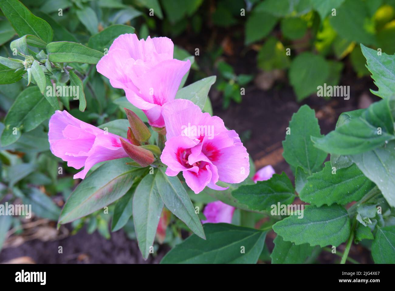 Godetia Clarkia pulchella. Pink and red summer garden exquisite fresh