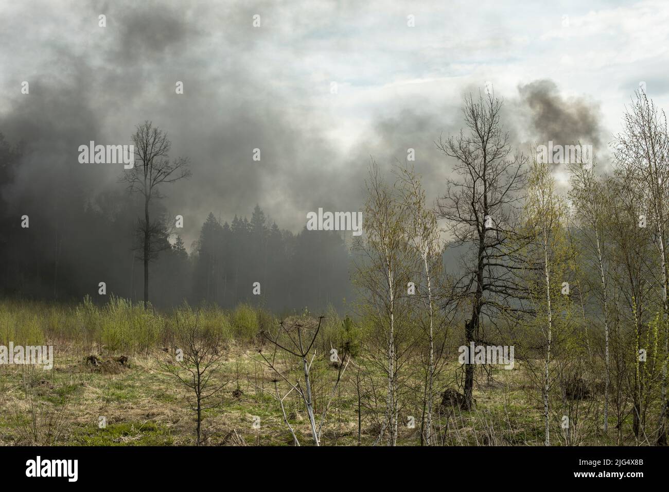 Smoke in woods. Fire in nature. Black smoke in countryside. It's