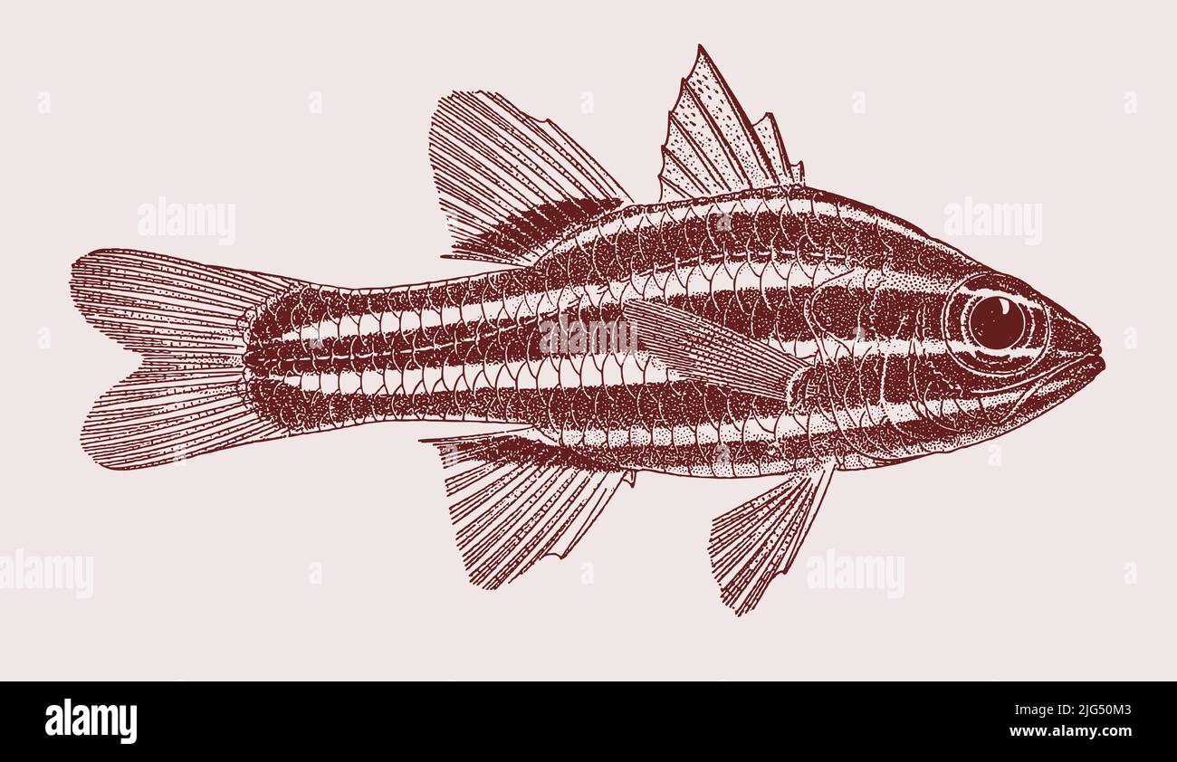 Ochre-striped cardinalfish ostorhinchus compressus, coral reef fish in side view Stock Vector