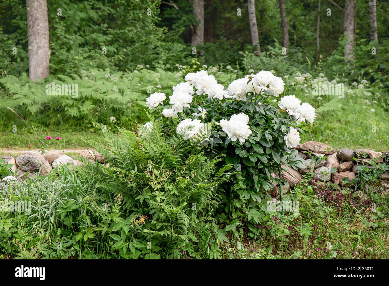 White peony or paeony flower bush growing in home garden. Big white blossoms in summer outdoors. Stock Photo