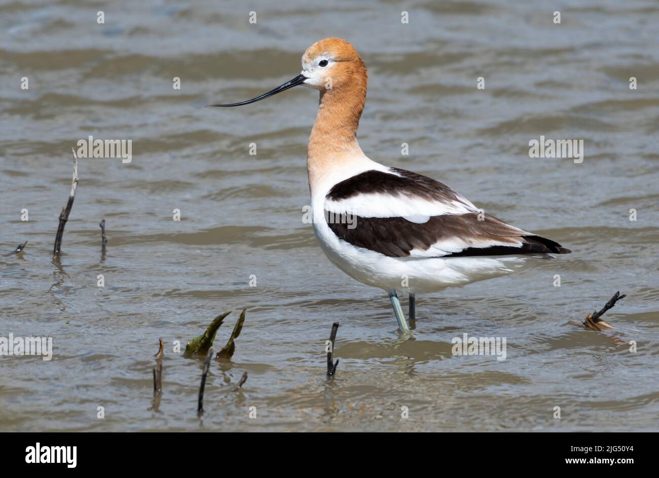 Closeup of an American Avocet, Recurvirostra americana, wading in shallow water in the wetlands in sunlight. Bird in wild. Stock Photo