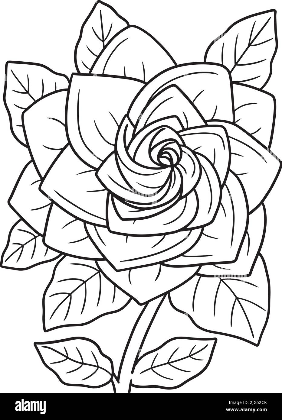Gardenia illustration hi-res stock photography and images - Alamy