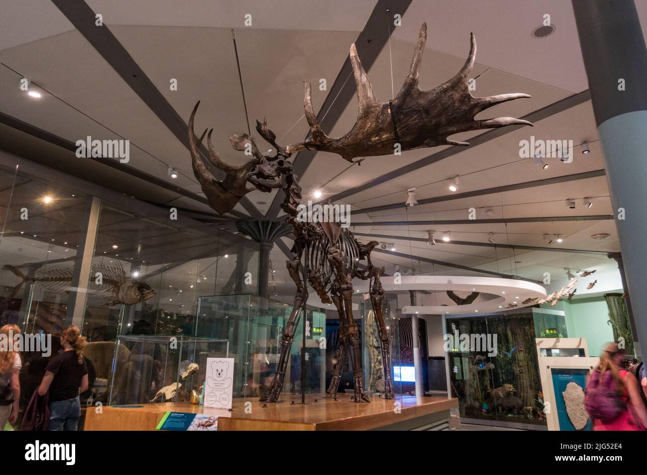 Giant deer or Irish Elk skeleton (Megaloceros giganteus) on display in Leeds City Museum, Leeds, West Yorkshire, UK. Stock Photo