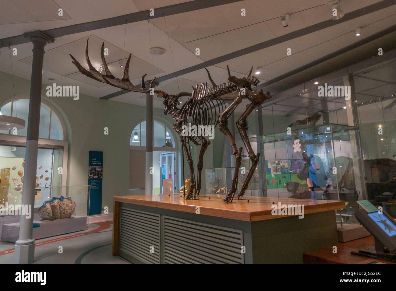 Giant deer or Irish Elk skeleton (Megaloceros giganteus) on display in Leeds City Museum, Leeds