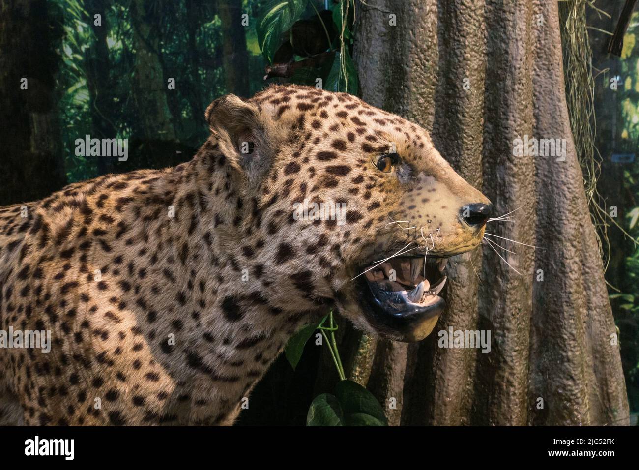 Stuffed jaguar on display in the UK. Stock Photo
