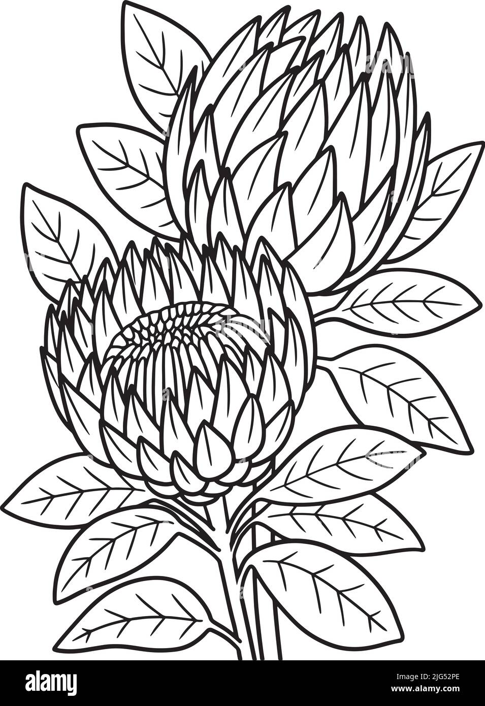 Proteas Flower Coloring Page for Adults Stock Vector Image & Art - Alamy