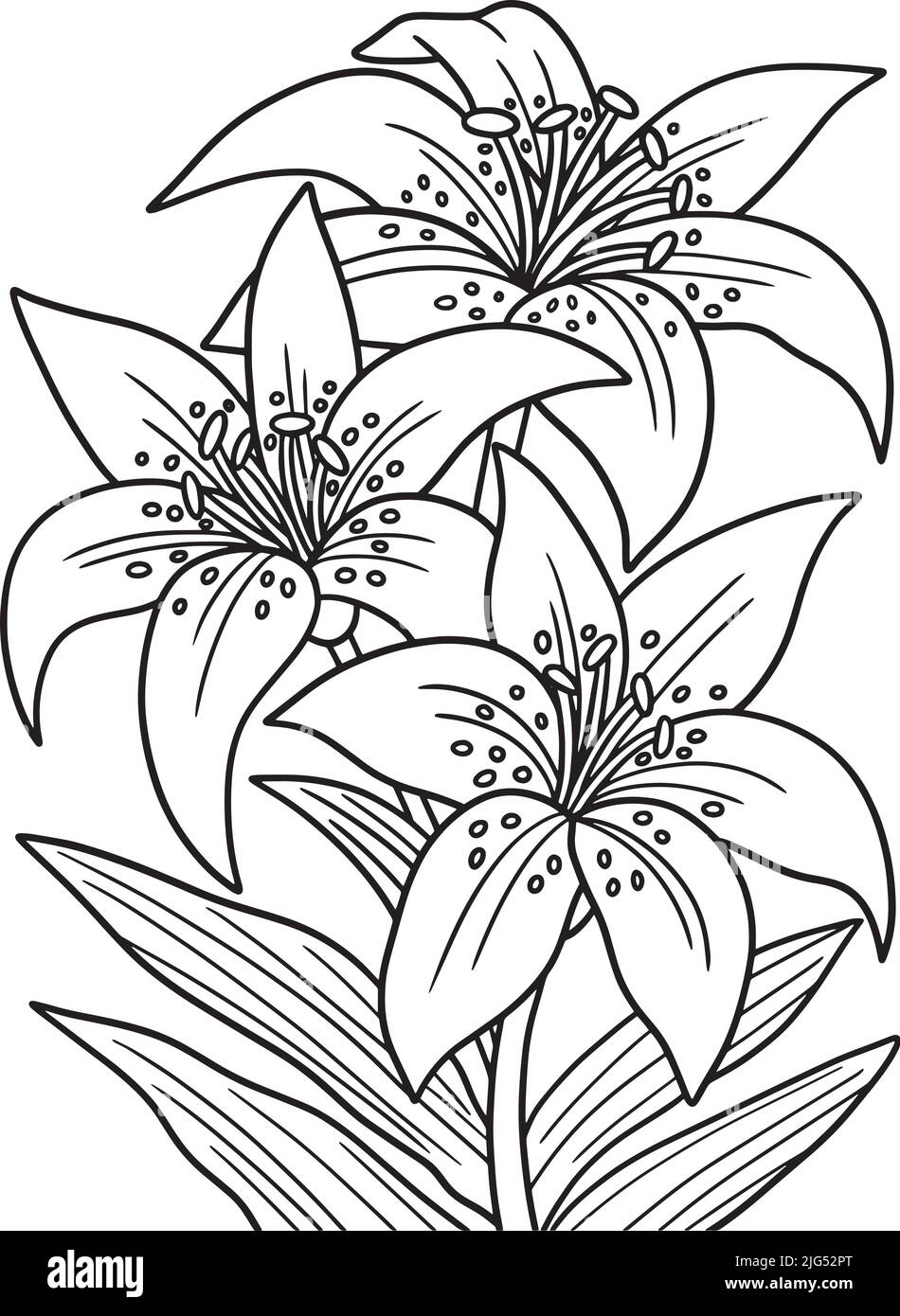 Lilies Flower Coloring Page for Adults Stock Vector Image & Art ...