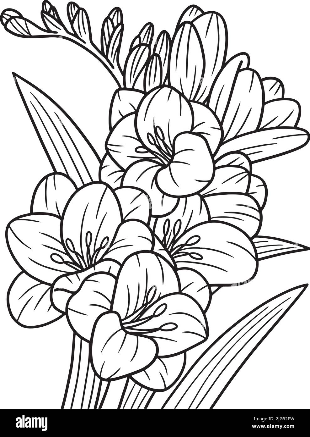 Freesia Flower Coloring Page for Adults Stock Vector