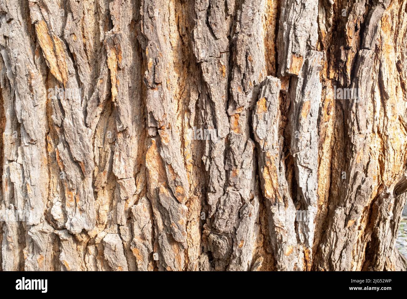 Background of brown tree bark, close-up. Relief natural texture of