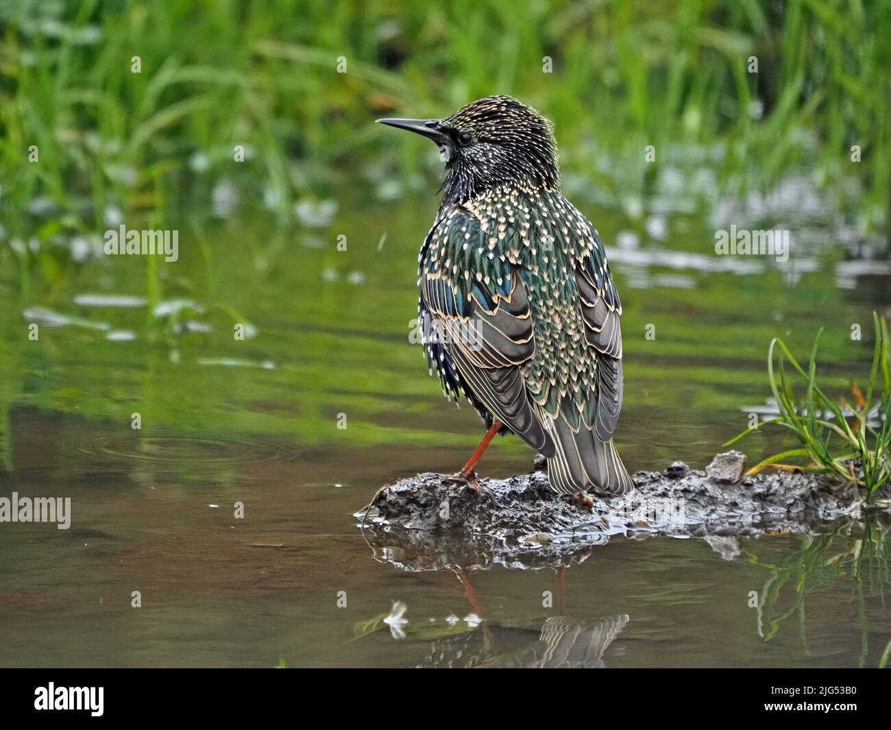 common starling or European starling (Sturnus vulgaris) bathing in a muddy puddle in Cumbria,England,UK Stock Photo