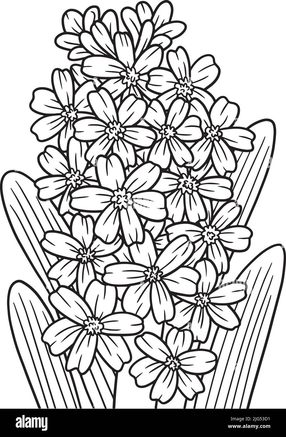 Hyacinth Flower Coloring Page For Adults Stock Vector Image & Art - Alamy