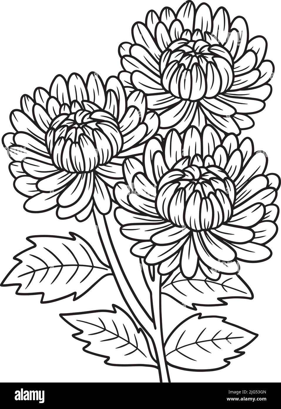 Chrysanthemums Flower Coloring Page for Adults Stock Vector Image & Art ...