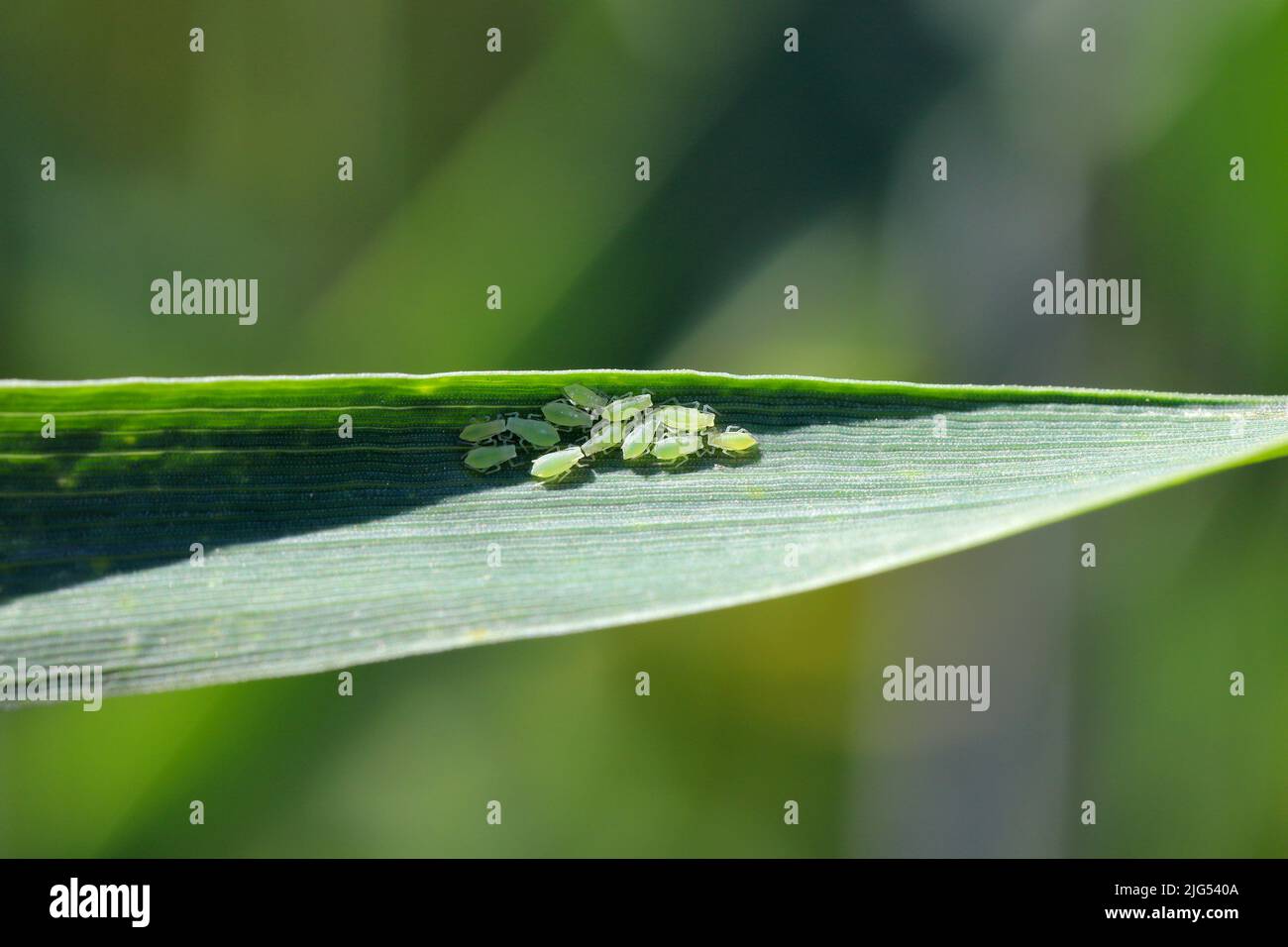 Rose grain aphid Metopolophium dirhodum, colony of wingless specimens ...