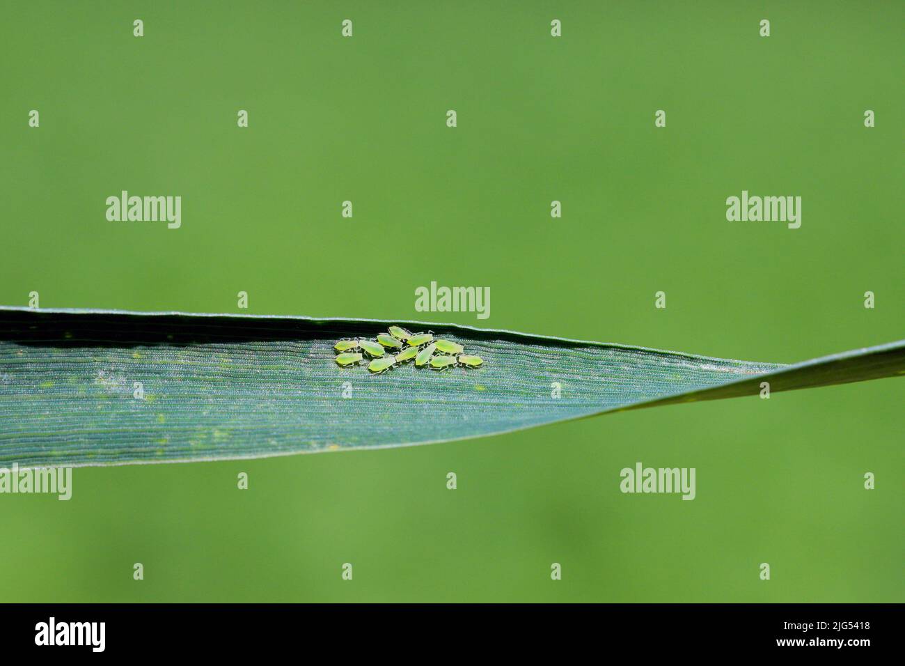 Rose grain aphid Metopolophium dirhodum, colony of wingless specimens ...