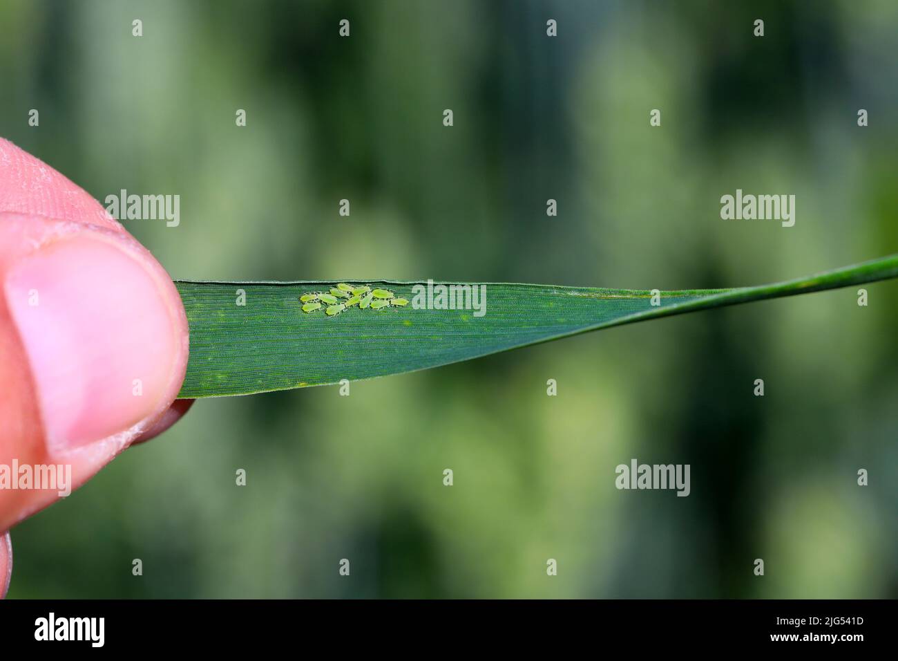 Rose grain aphid Metopolophium dirhodum, colony of wingless specimens ...