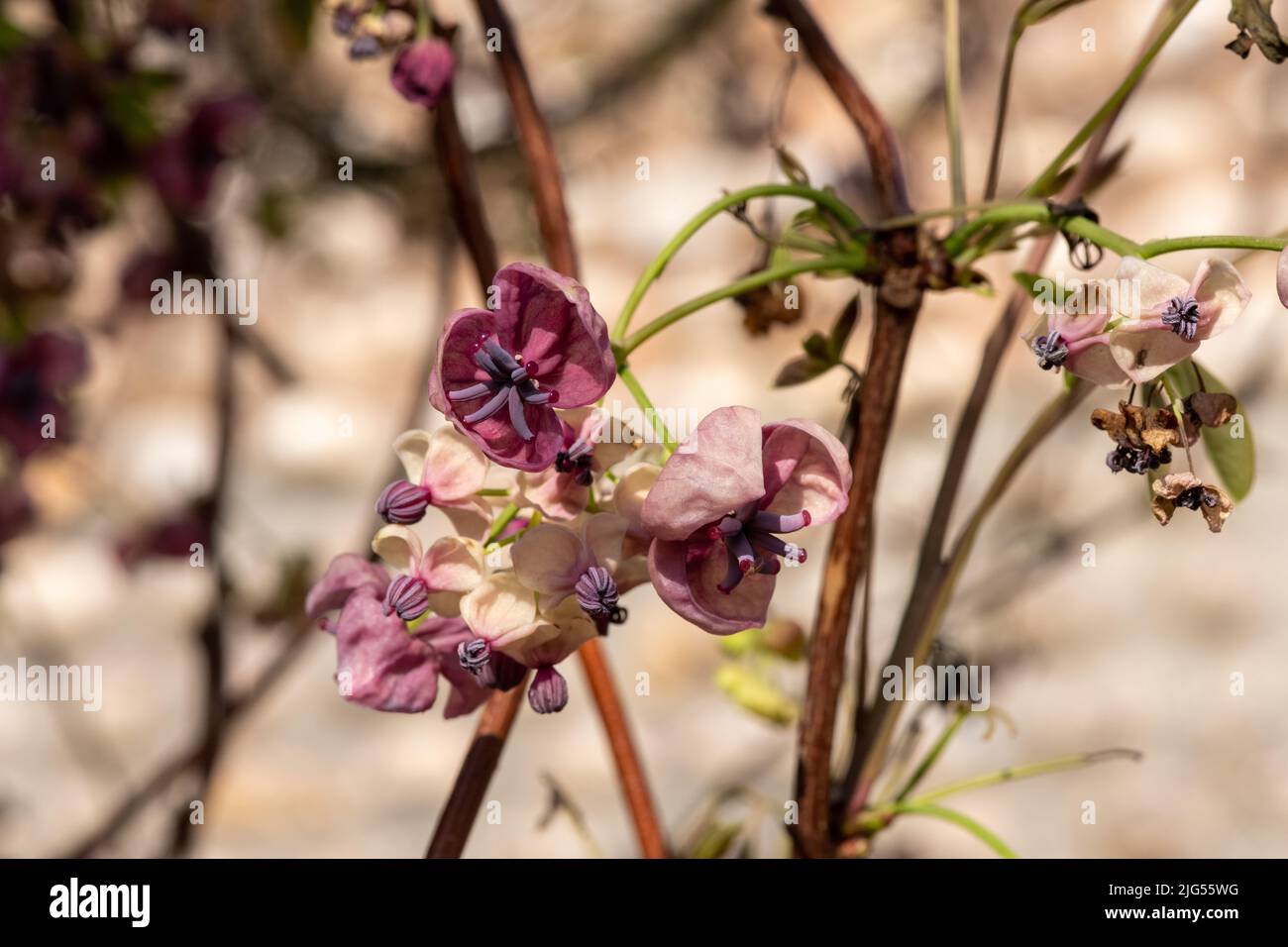 Close up of flowers on a chocolate vine (akebia quinata) plant Stock ...