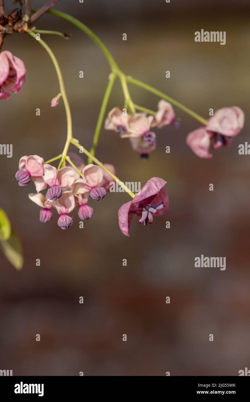 Close up of flowers on a chocolate vine (akebia quinata) plant Stock ...