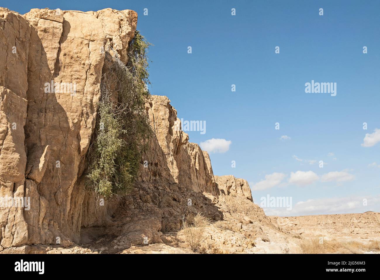 huge dangling Crescent Cocculus pendulus bush growing from a vertical limestone cliff on the Spice Route in Israel with a blue sky background Stock Photo