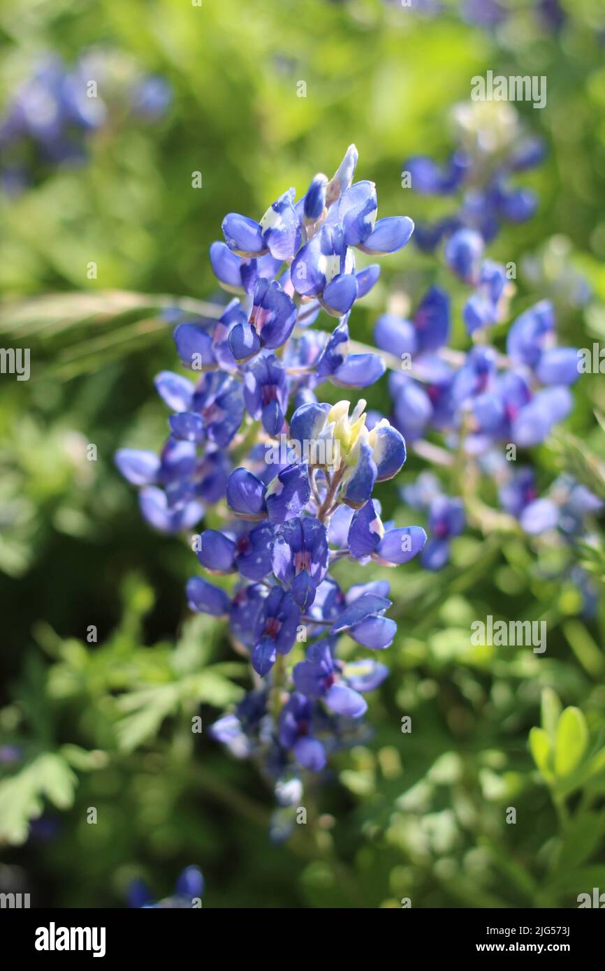 Blue bonnets at the International  Waterlily garden in San Angelo, Texas, USA Stock Photo