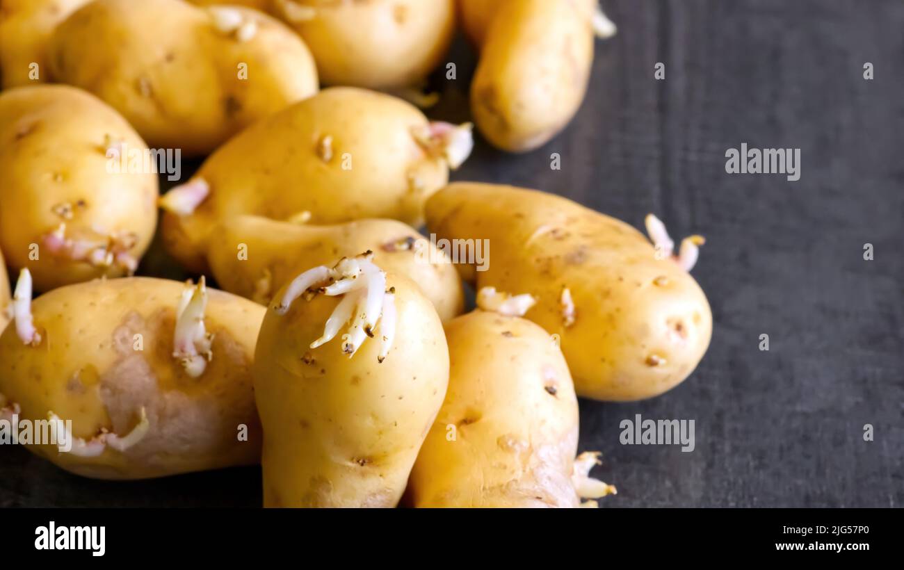 Sprouted potatoes. Macro shot of seed potatoes with sprouts. root crops