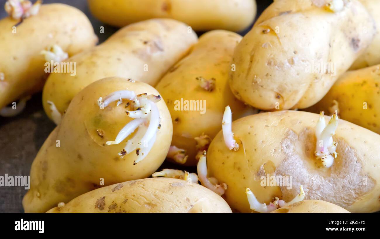 Sprouted potatoes. Macro shot of seed potatoes with sprouts. root crops