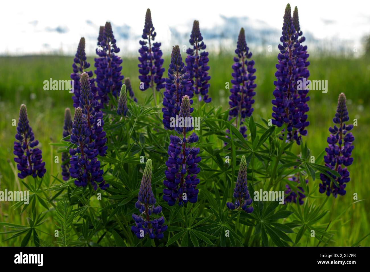 Flowerbed of purple blue lupine flowers on meadow field summer andscape background. Stock Photo