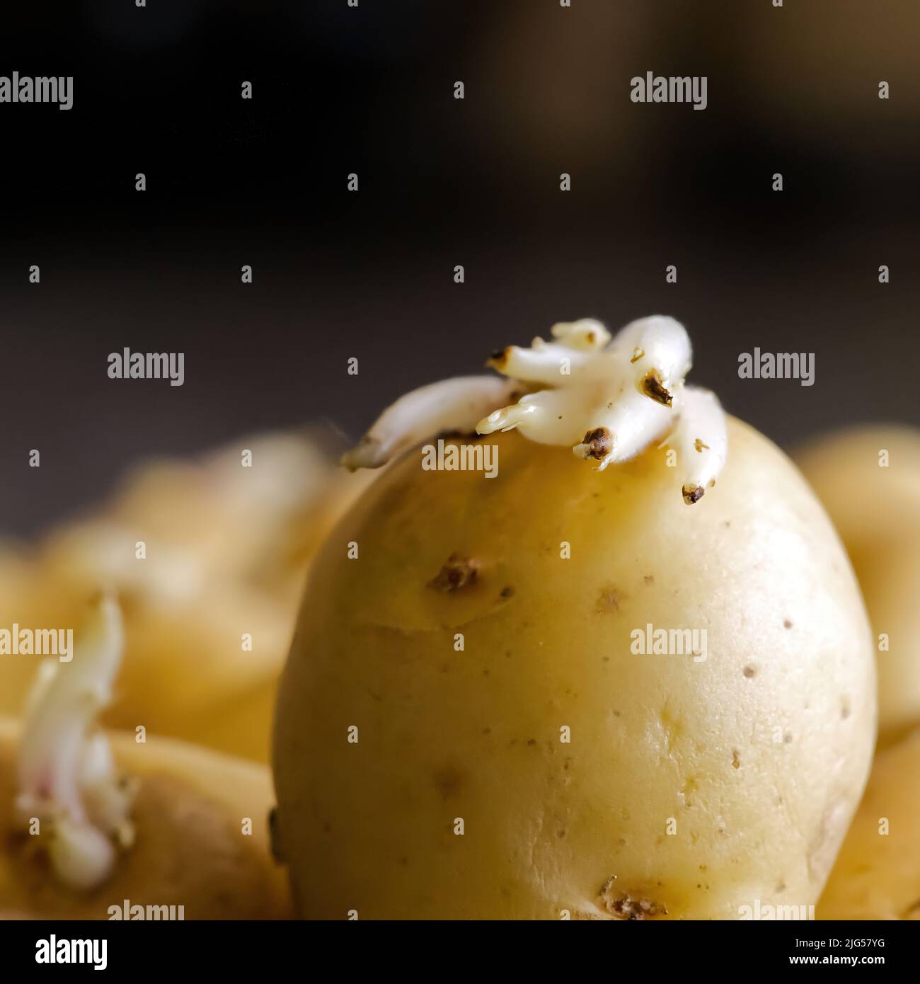 Sprouted potatoes. Macro shot of seed potatoes with sprouts. root crops