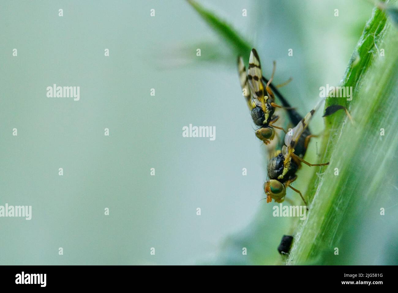 Urophora cuspidata mating hires stock photography and images Alamy