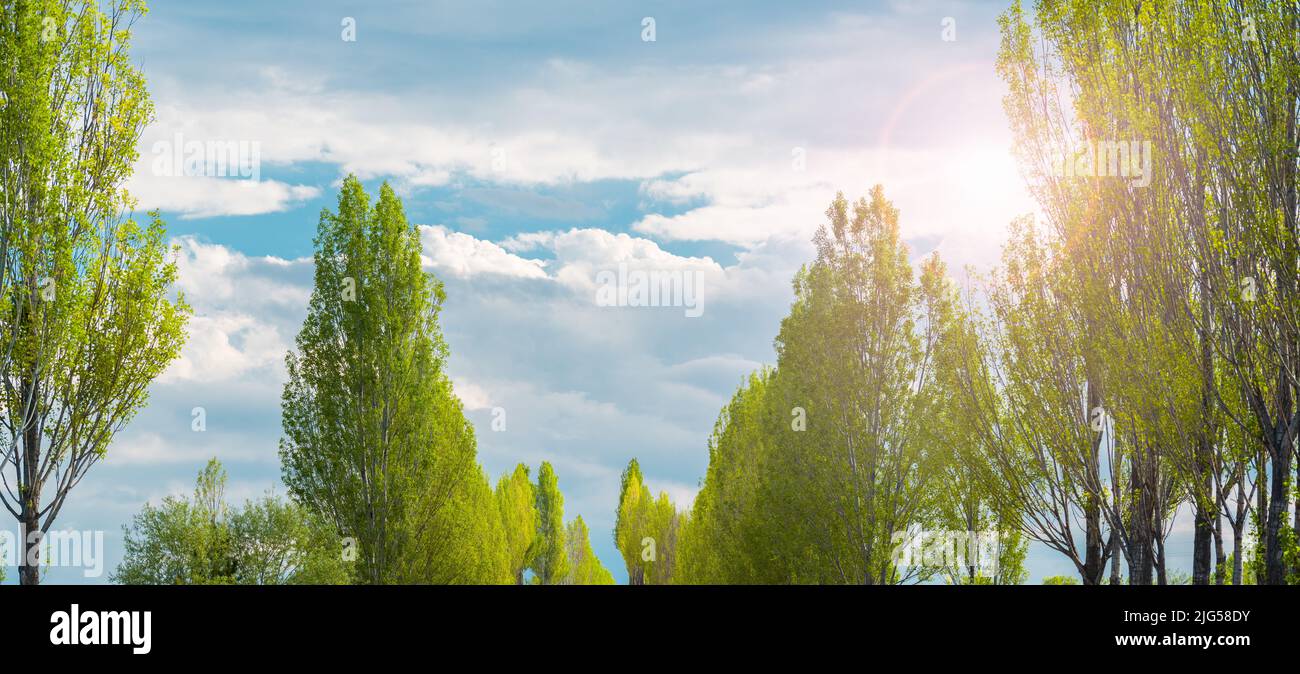 The sky among the trees. Sun rays coming out of the clouds. Panoramic nature image for spring background Stock Photo