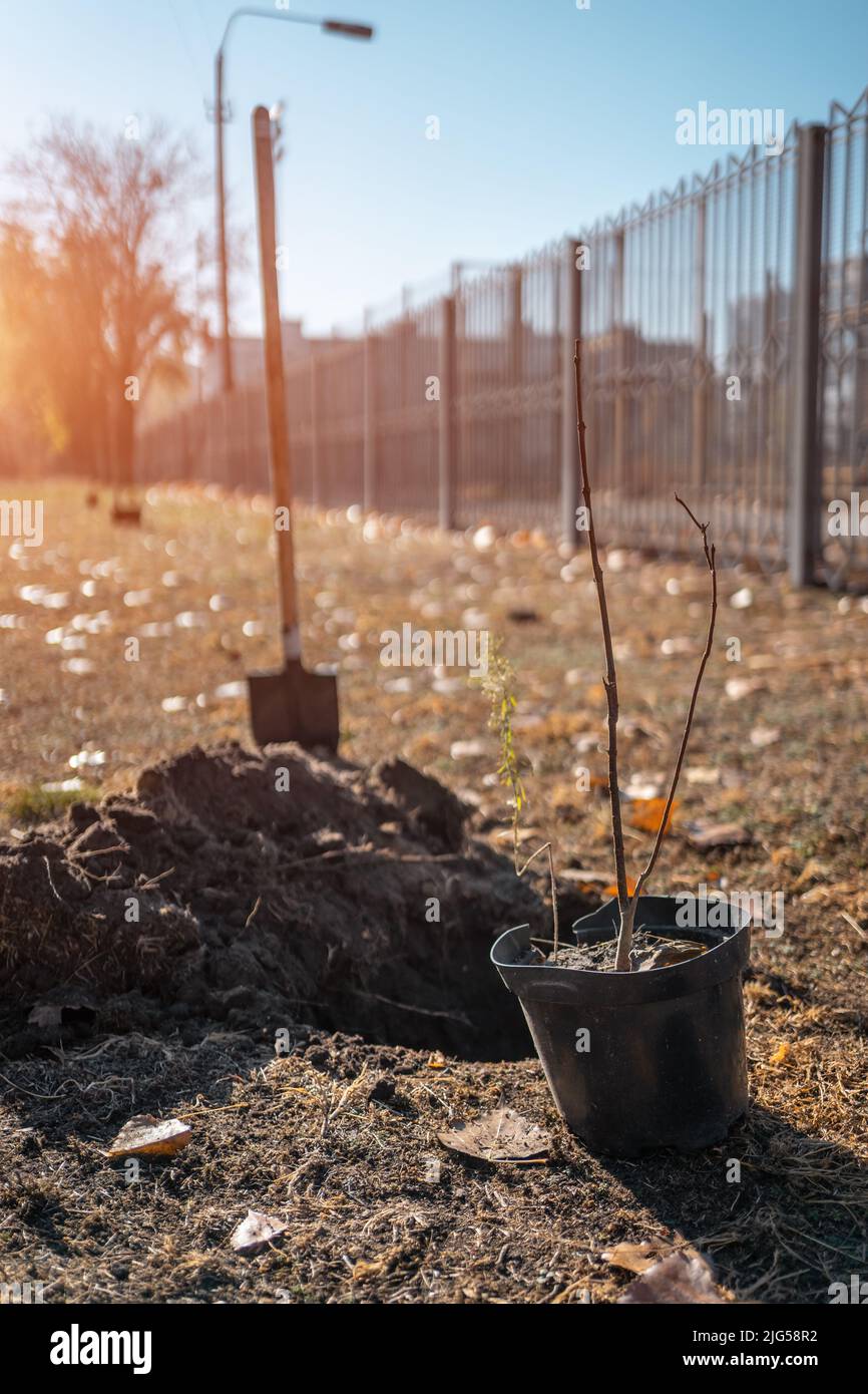 young tree sapling in pot for planting outdoor to preserve environment