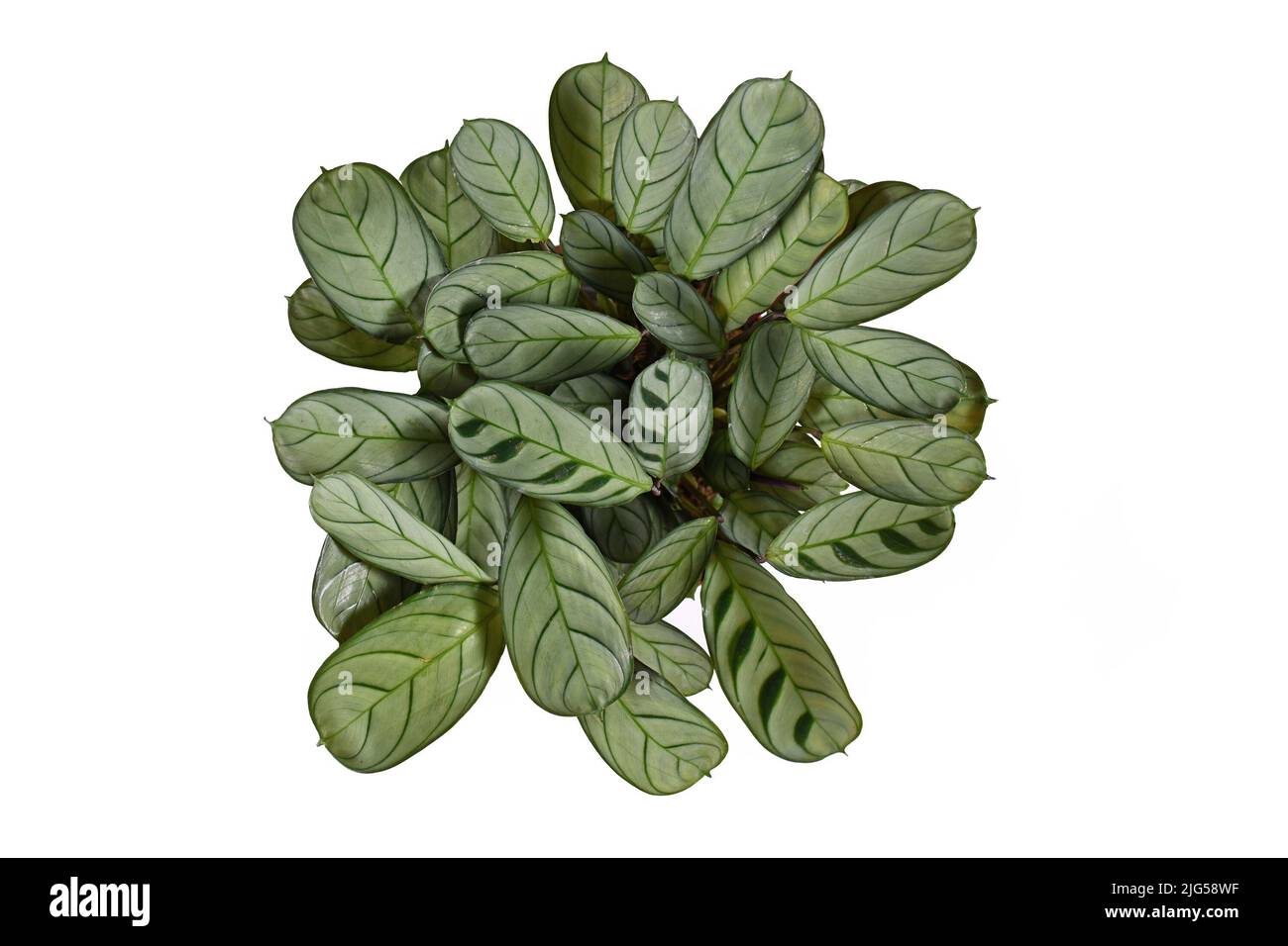 Top view of tropical 'Ctenanthe Burle Marxii Amagris' houseplant with dark green vein pattern on white background Stock Photo
