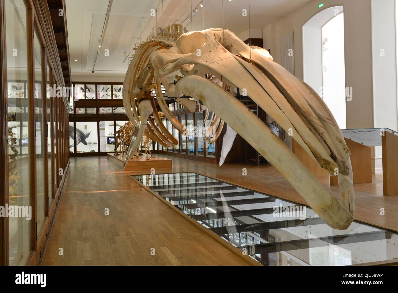 whale skeleton in museum of natural history of Nantes, France Stock Photo