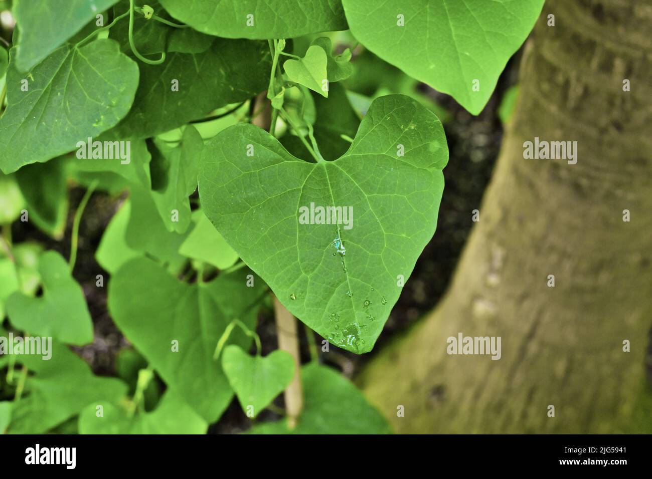 Leaf of  evergreen vine plant 'Aristolochia Iittoralis' Stock Photo