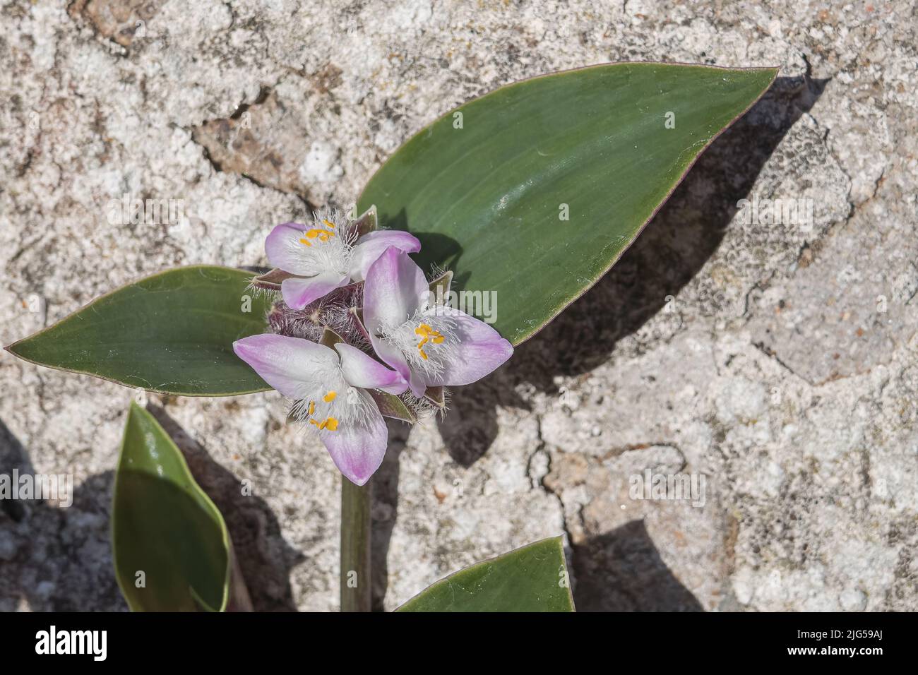 flowers, bulbs and leaves of the tradescantia plant seen up close in sunlight outdoors Stock Photo