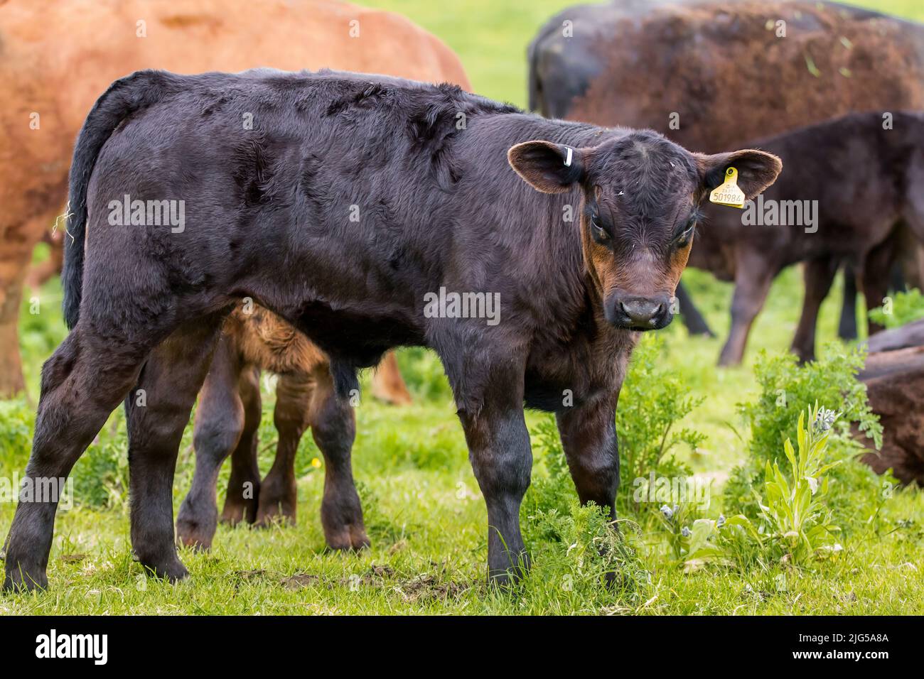 Young beef calf black and tan muzzle with yellow ear tag and metal ear clip, looks like a male, close up shot with background cattle and grass Stock Photo