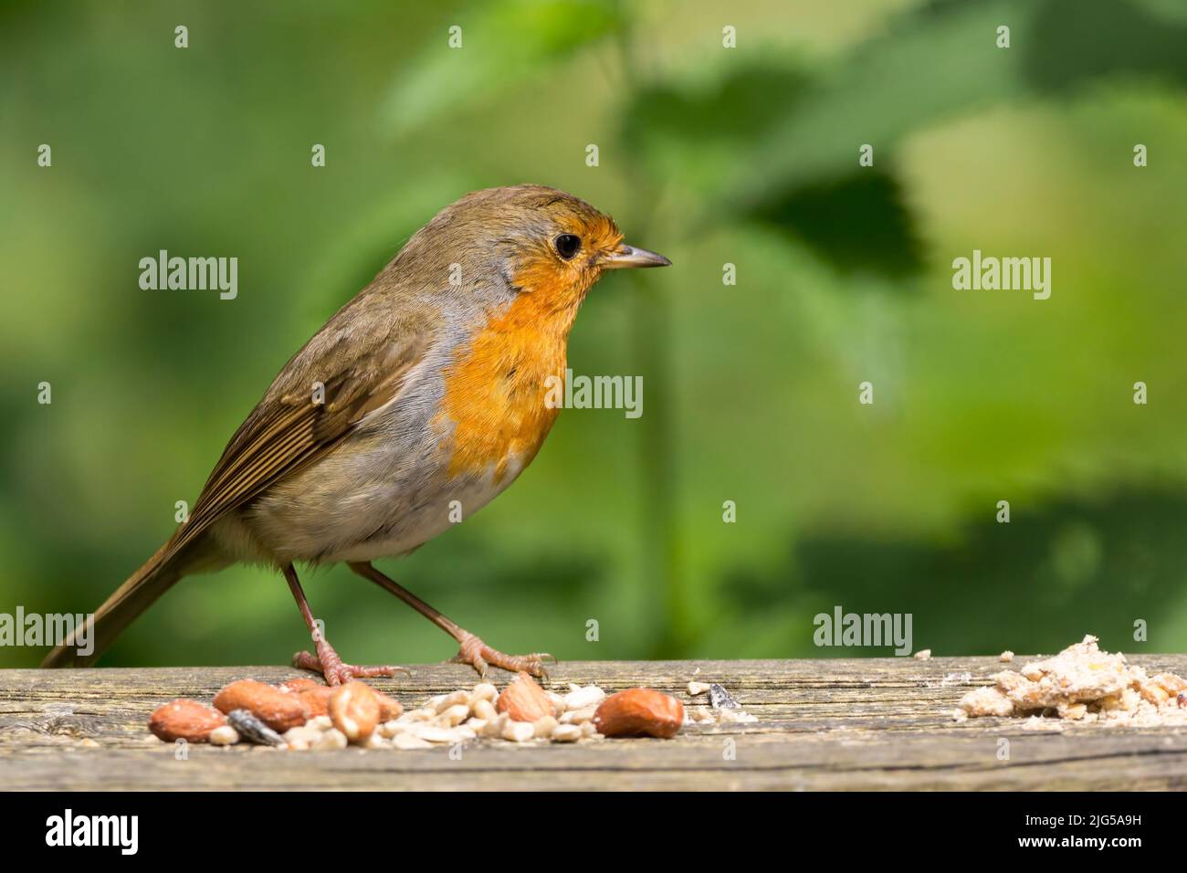 Robin (erithacus rubecula) on fence rail with bird food, Brown back red orange breast and face with blue grey nape flanks and underside copy space Stock Photo