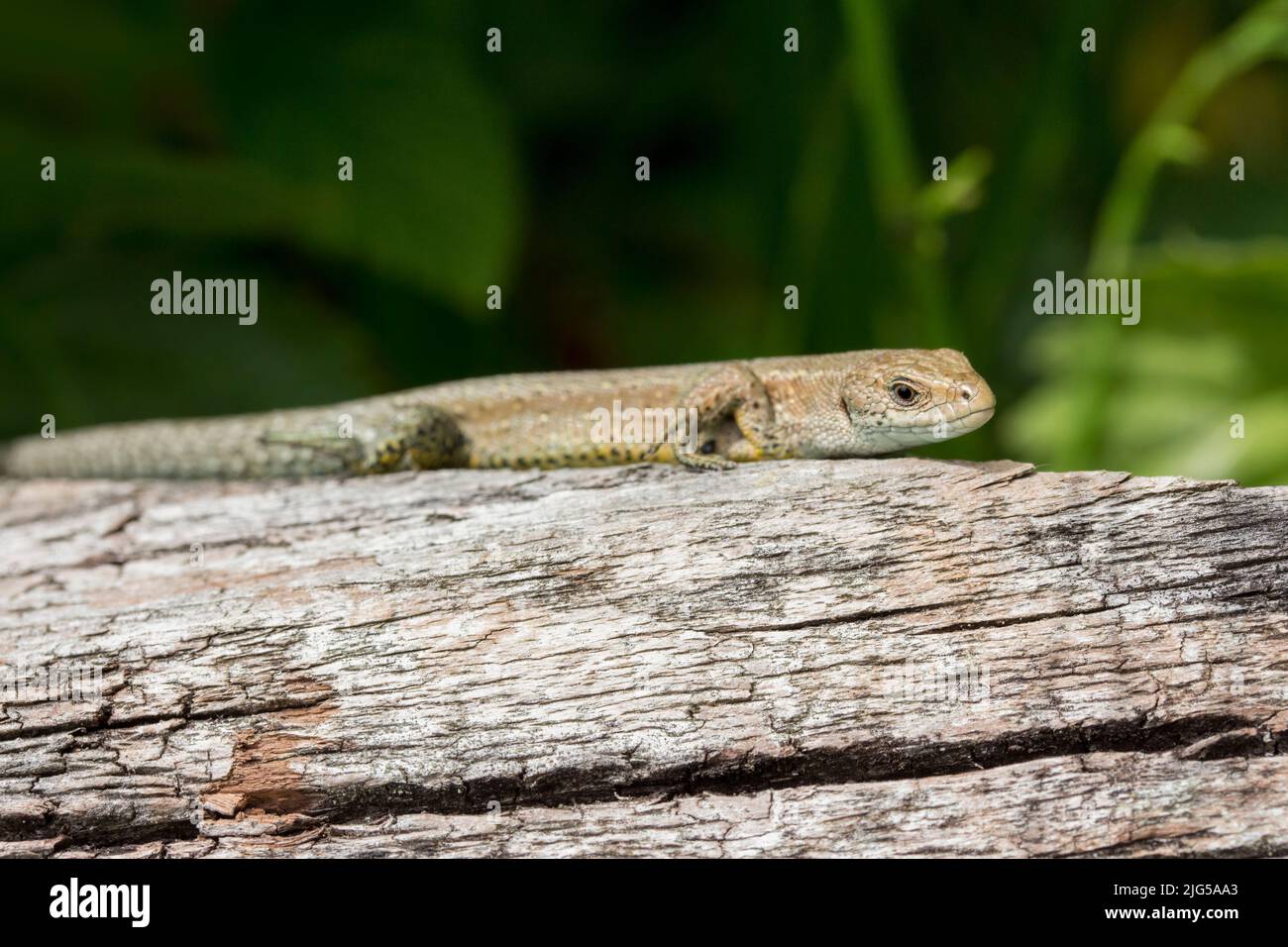 Lizard common (lacerta vivipara) sunbathing on wood, grey brown reptile with a long tail scaly skin, paler underside and throat, and long toes Stock Photo