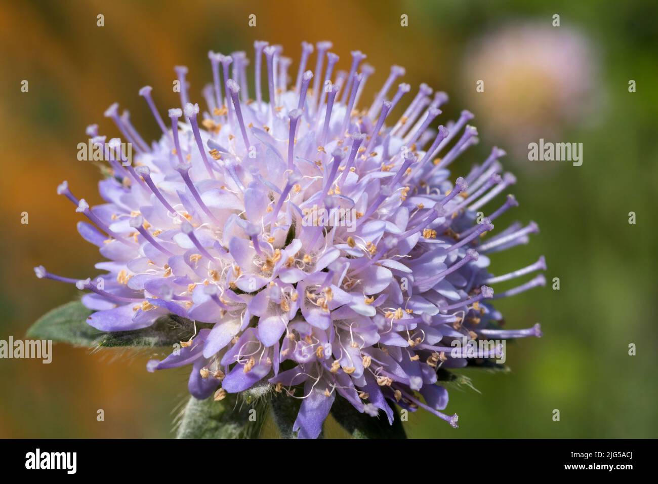 Sheep's bit (jasione montana) rounded lilac flower head of spreading biennial with narrow wavy edged hairy leaves and long stalks soft background Stock Photo