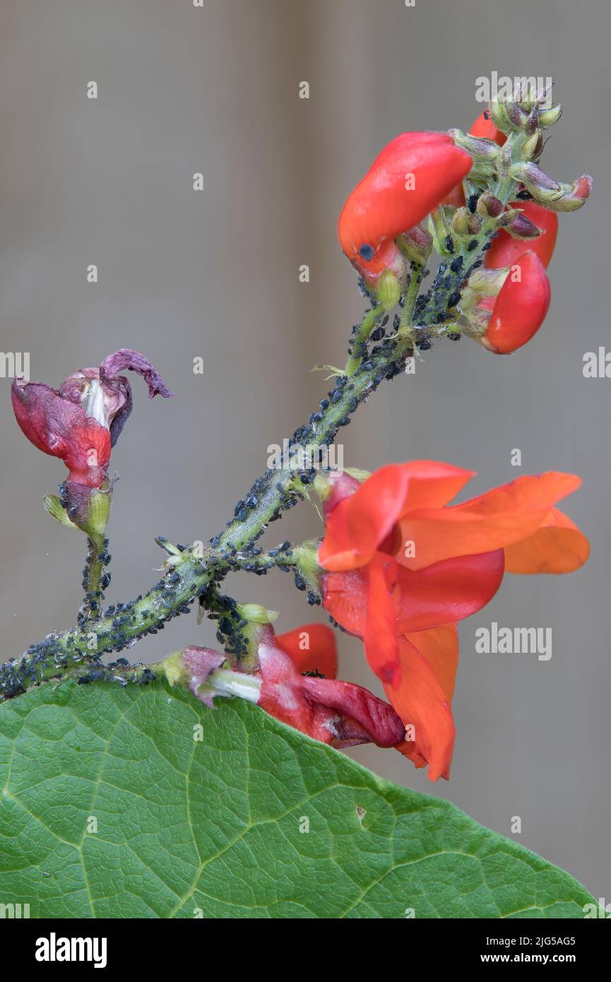 Blackfly attack on runner bean plant Stock Photo Alamy