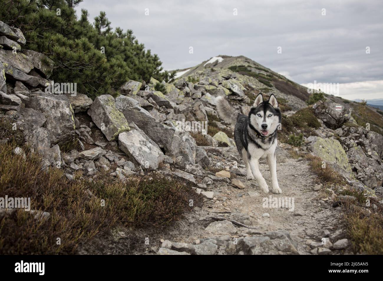 Grey Siberian husky dog hiking in the green mountains, the Gorgany Stock Photo