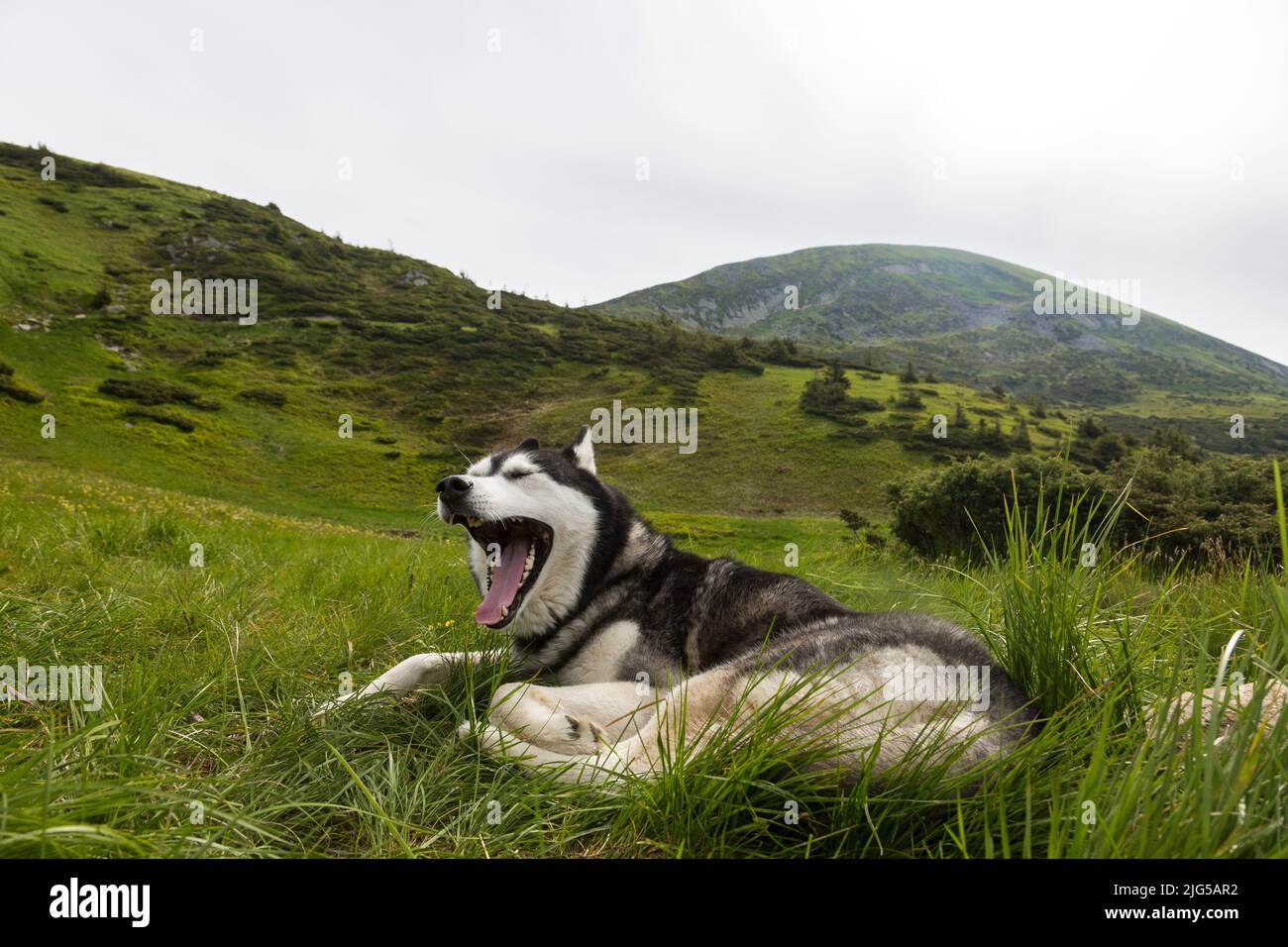 Siberian husky hiking 2025