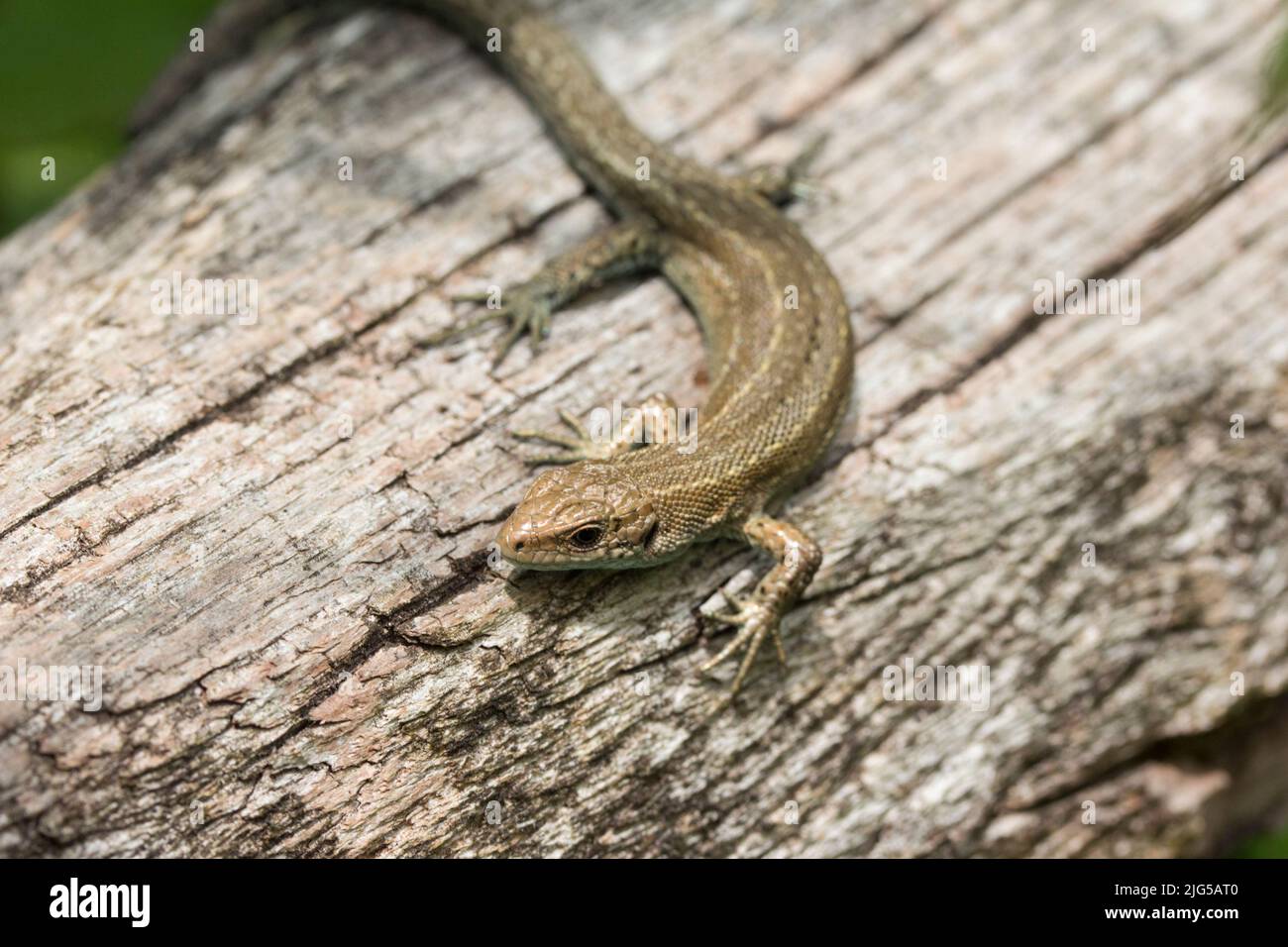 Lizard common (lacerta vivipara) sunbathing on wood, grey brown reptile with a long tail scaly skin, paler underside and throat, and long toes Stock Photo