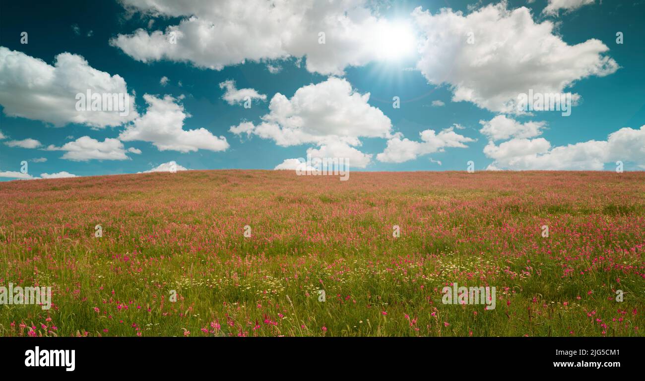 Pink meadow flowers growing in the fields. Wonderful spring weather and sky. Botany, environment and photo tourism concept Stock Photo