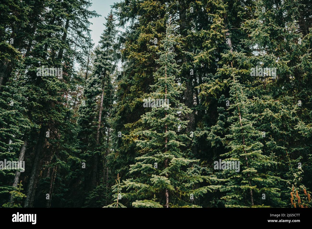 High Alpine Trees High elevation forest hi-res stock photography and images - Alamy