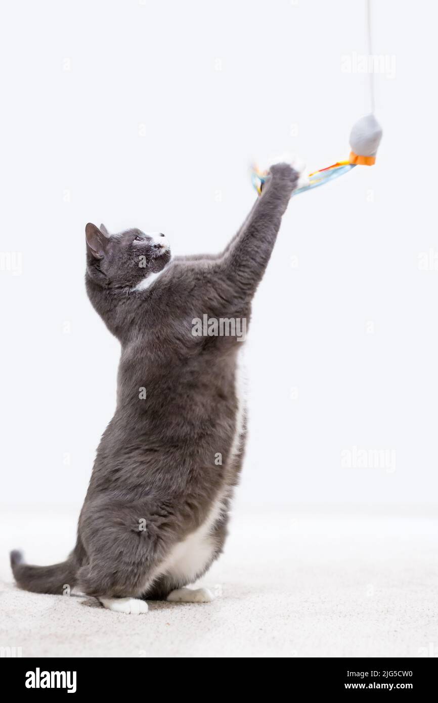 A gray and white shorthair cat sitting up and reaching to play with a toy Stock Photo