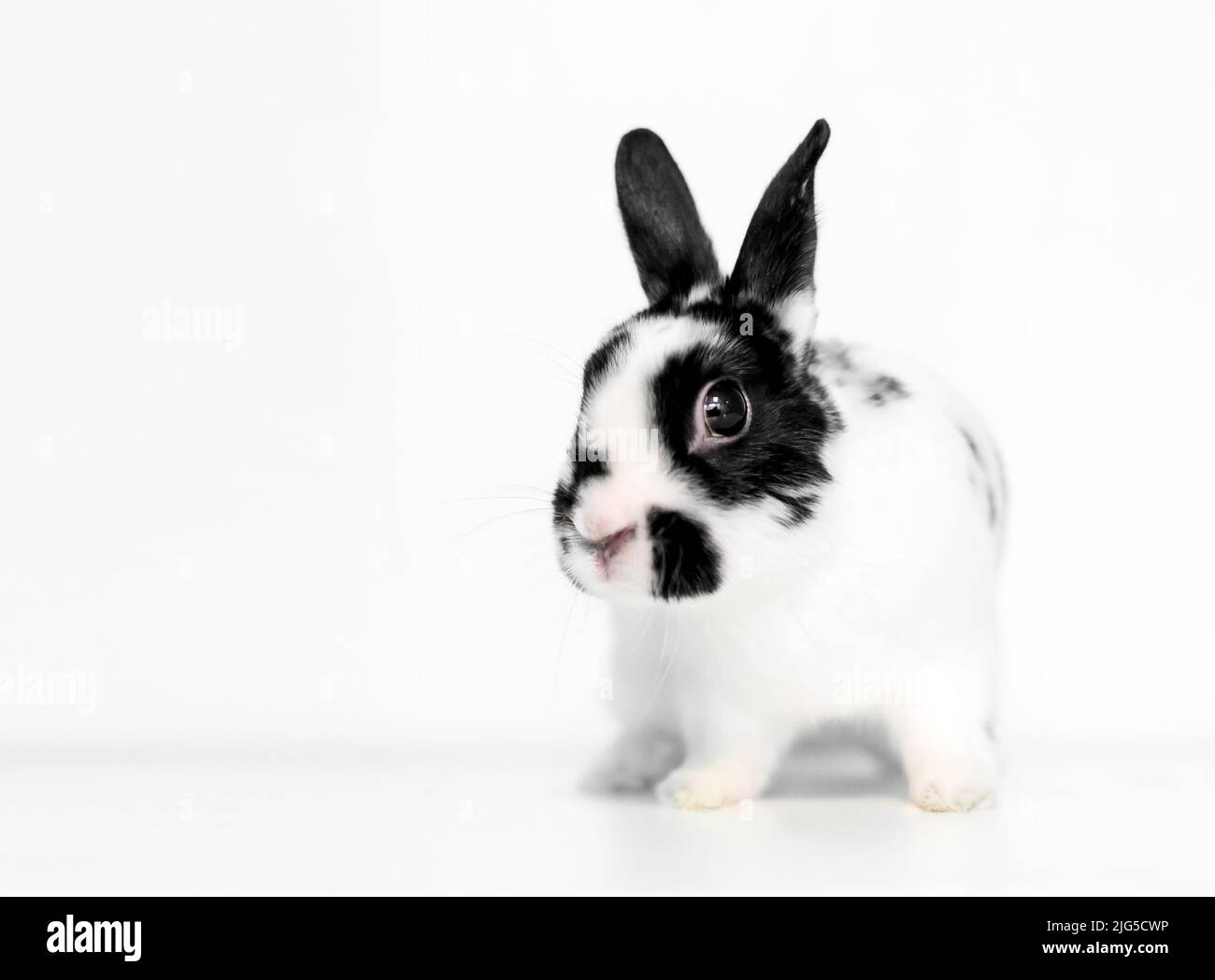 A small black and white Dwarf breed rabbit sitting on a white background Stock Photo