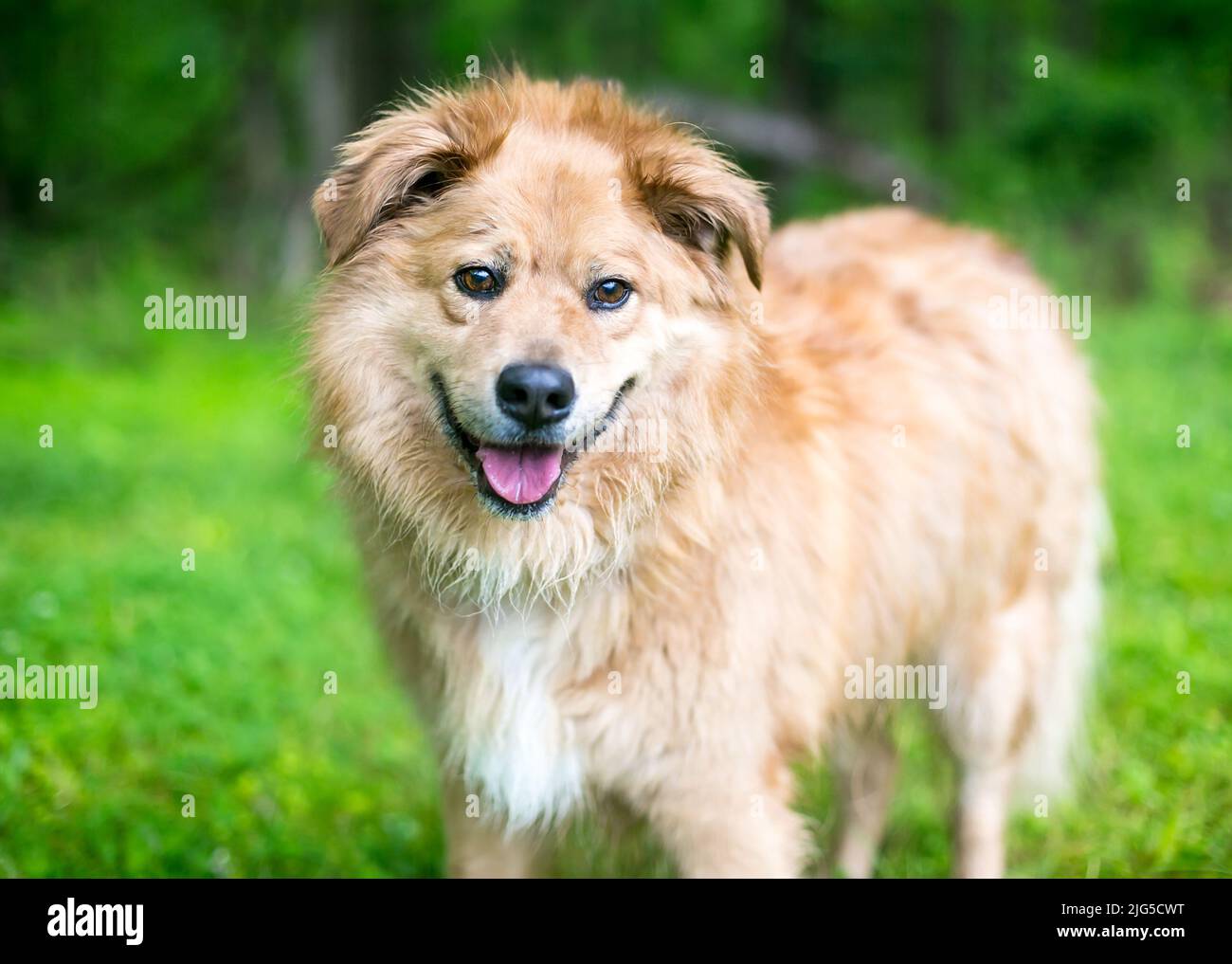 A happy Retriever x Chow Chow mixed breed dog outdoors Stock Photo